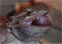 Site about bearded dragons