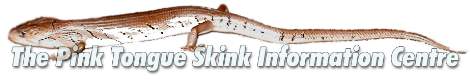 Site about bluetongueskinks